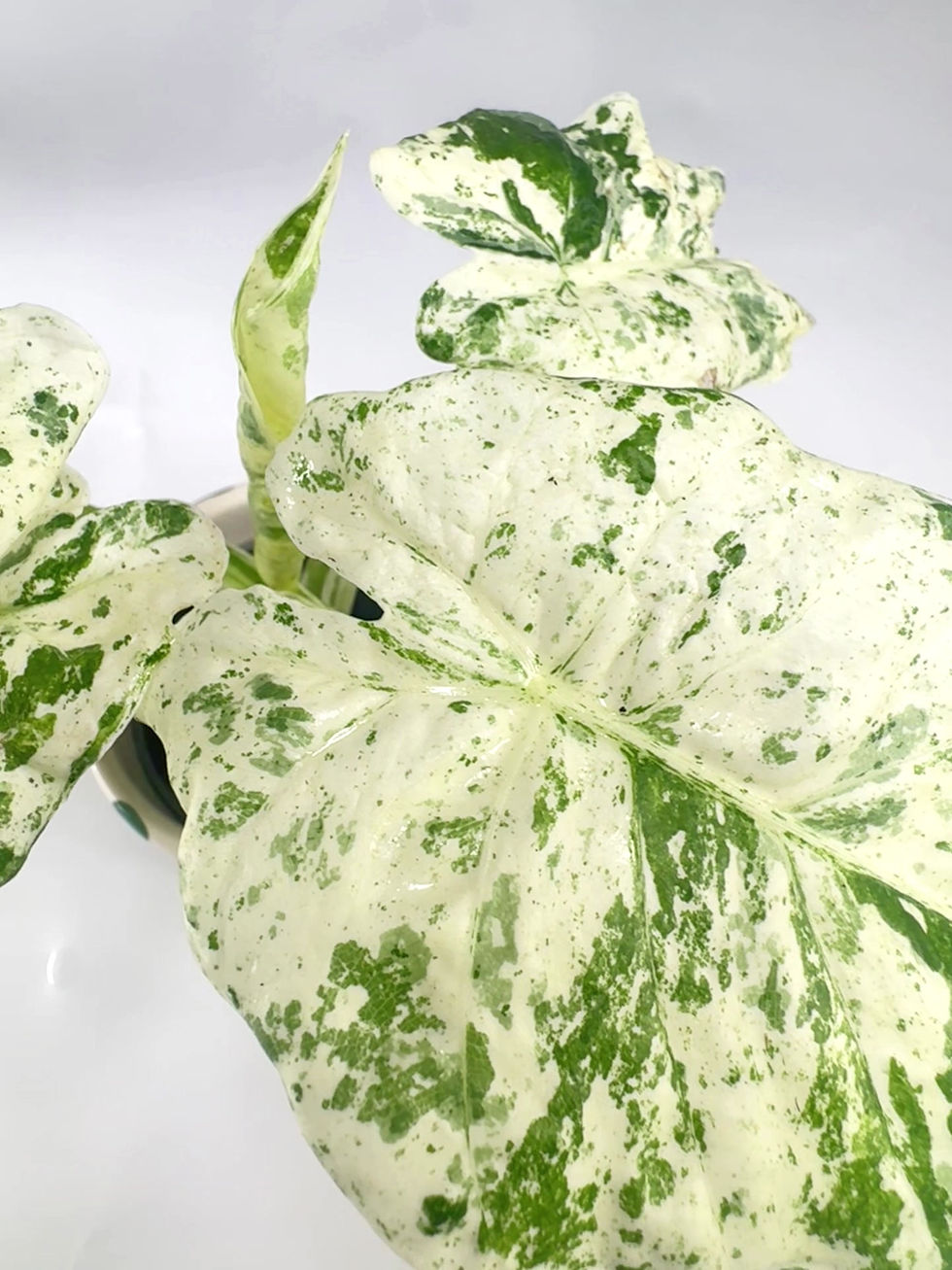 Thumbnail: Alocasia macrorrhizos 'Camouflage'