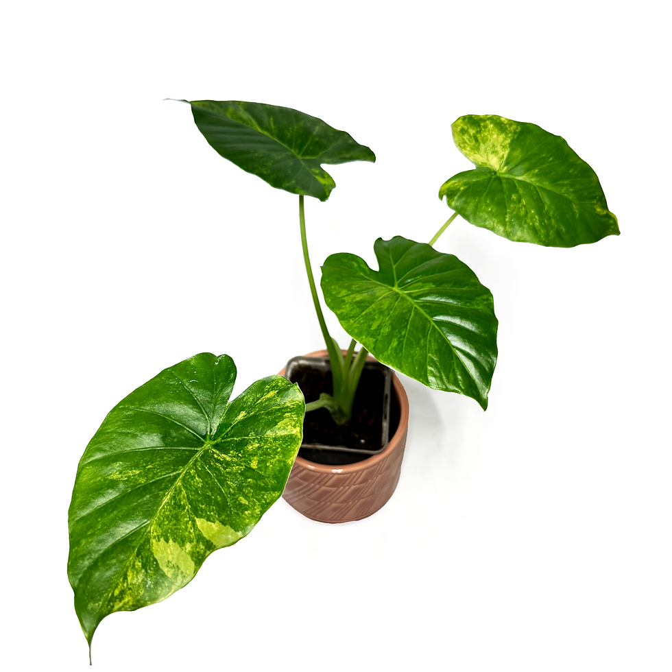 Thumbnail: Alocasia Odora 'Aurea Variegata'