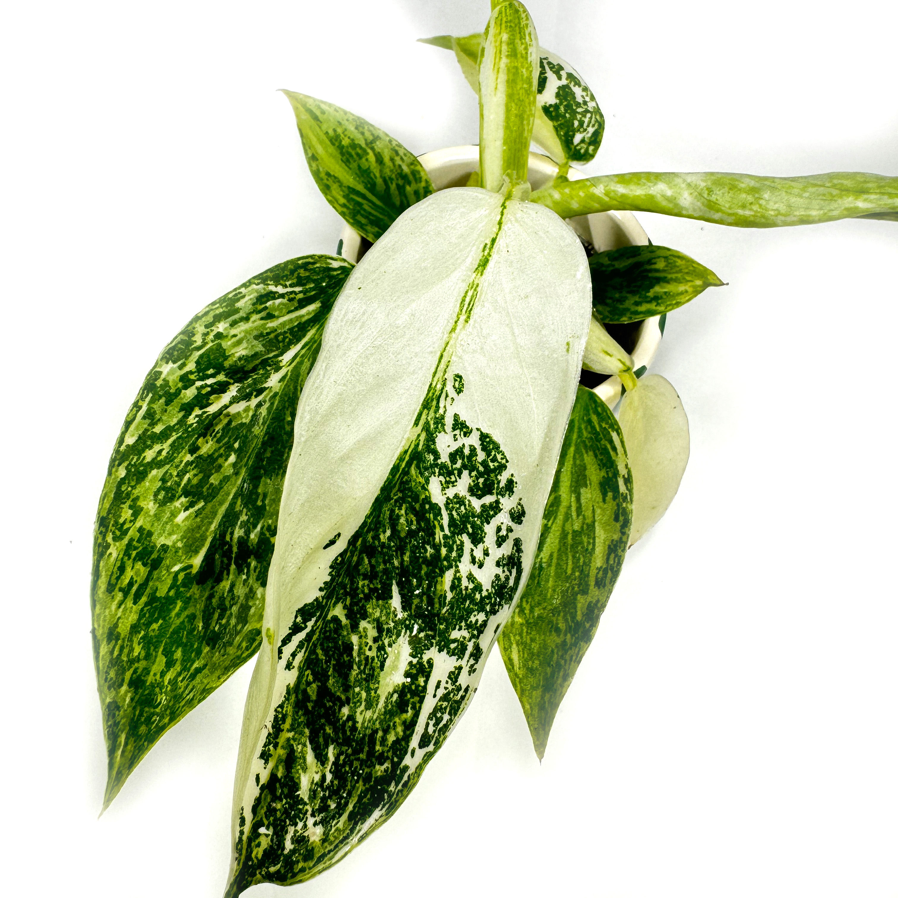 Philodendron 'Jose Buono' Variegated Houseplant 6cm pot
