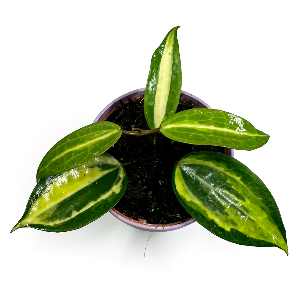Thumbnail: Hoya Latifolia 'Pot of Gold'