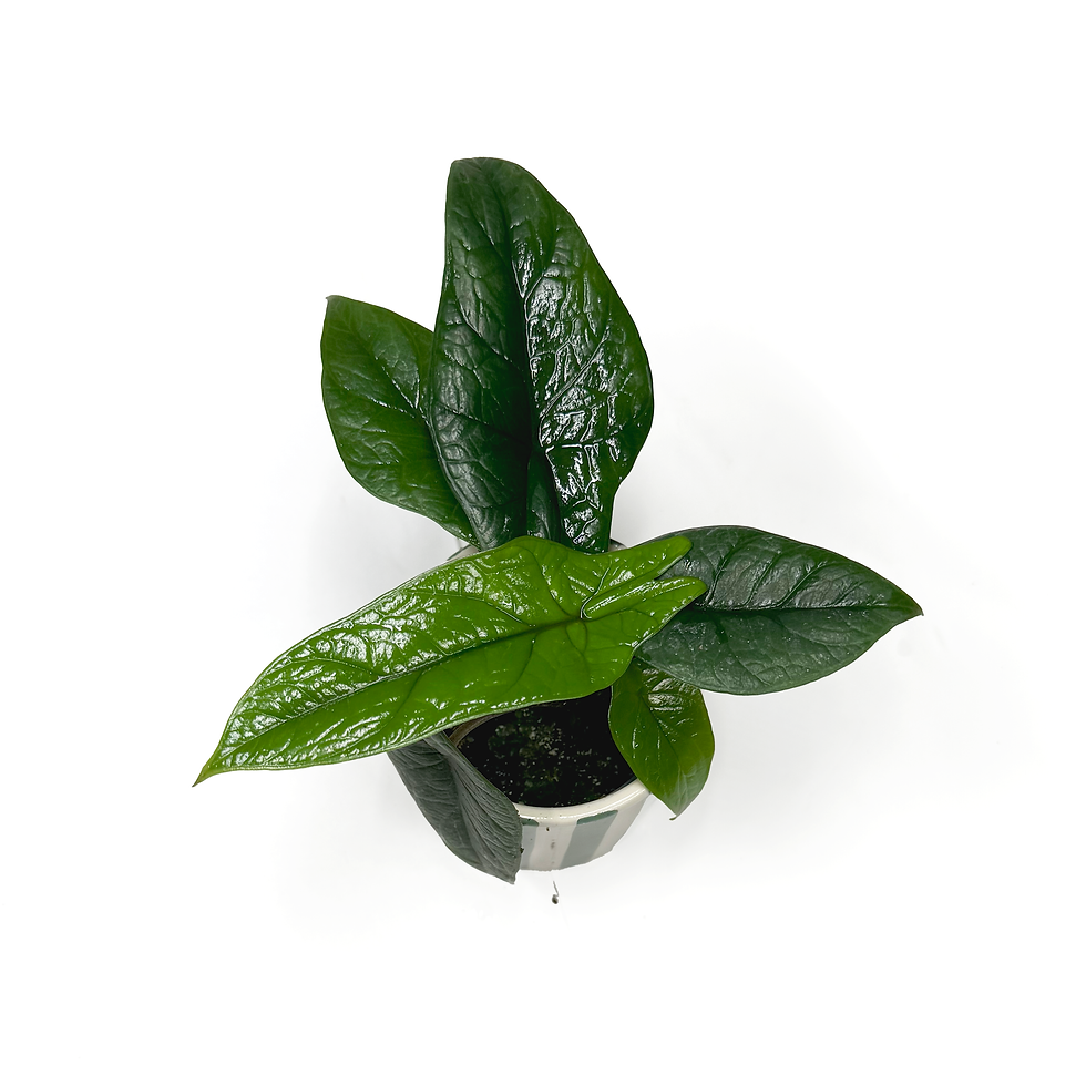 Thumbnail: Alocasia ‘Scalprum’ Baby Houseplant