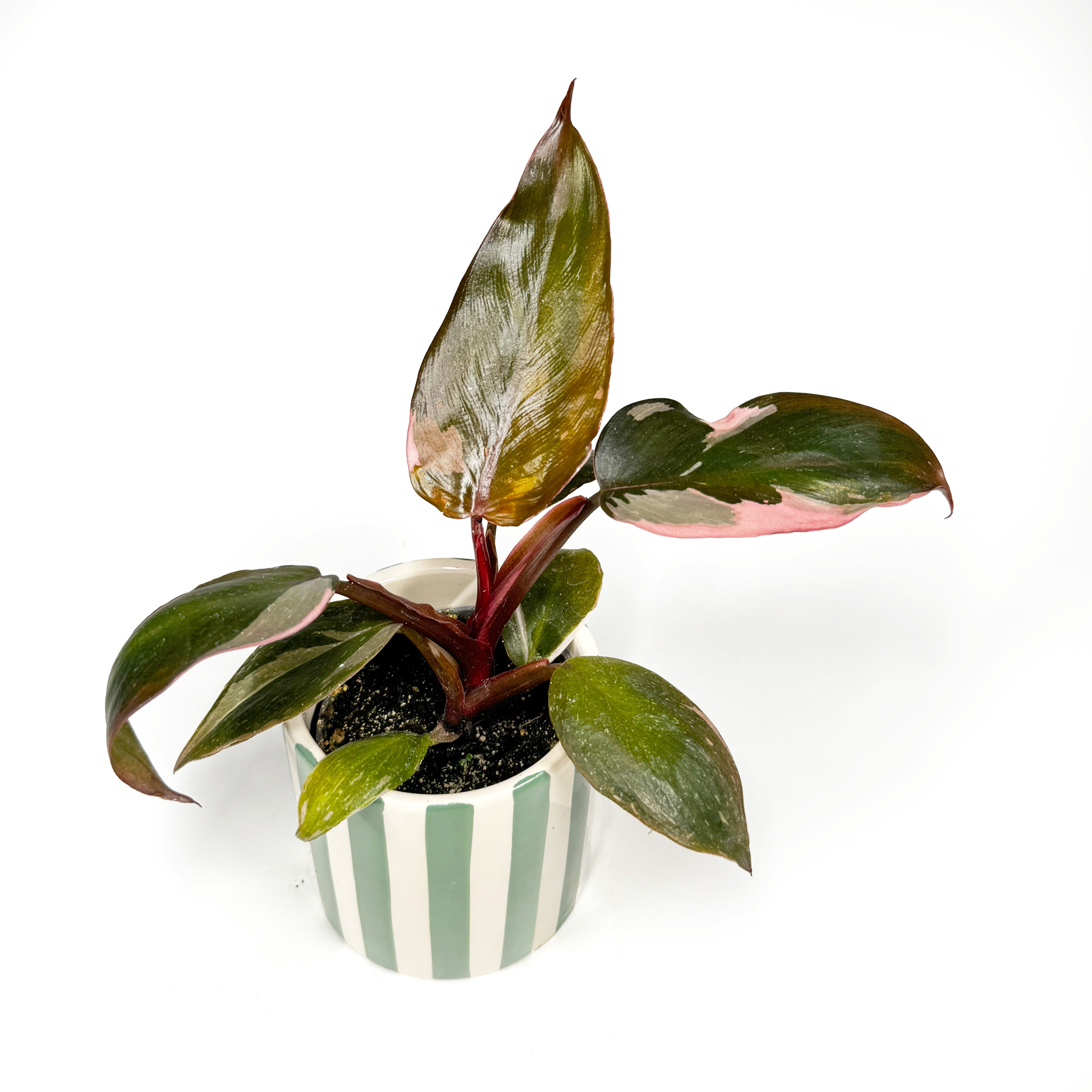 Philodendron Pink Princess Baby Houseplant 6cm Pot