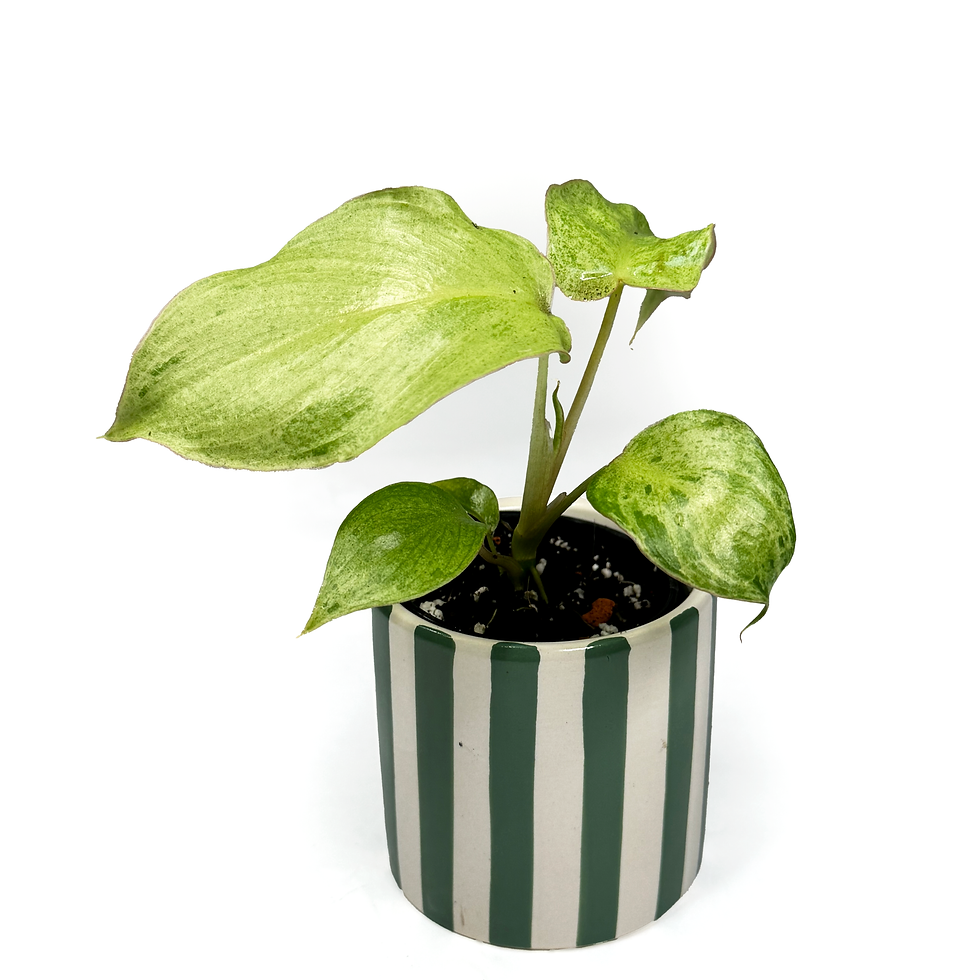 Thumbnail: Philodendron ‘Parisio Verde' 6cm