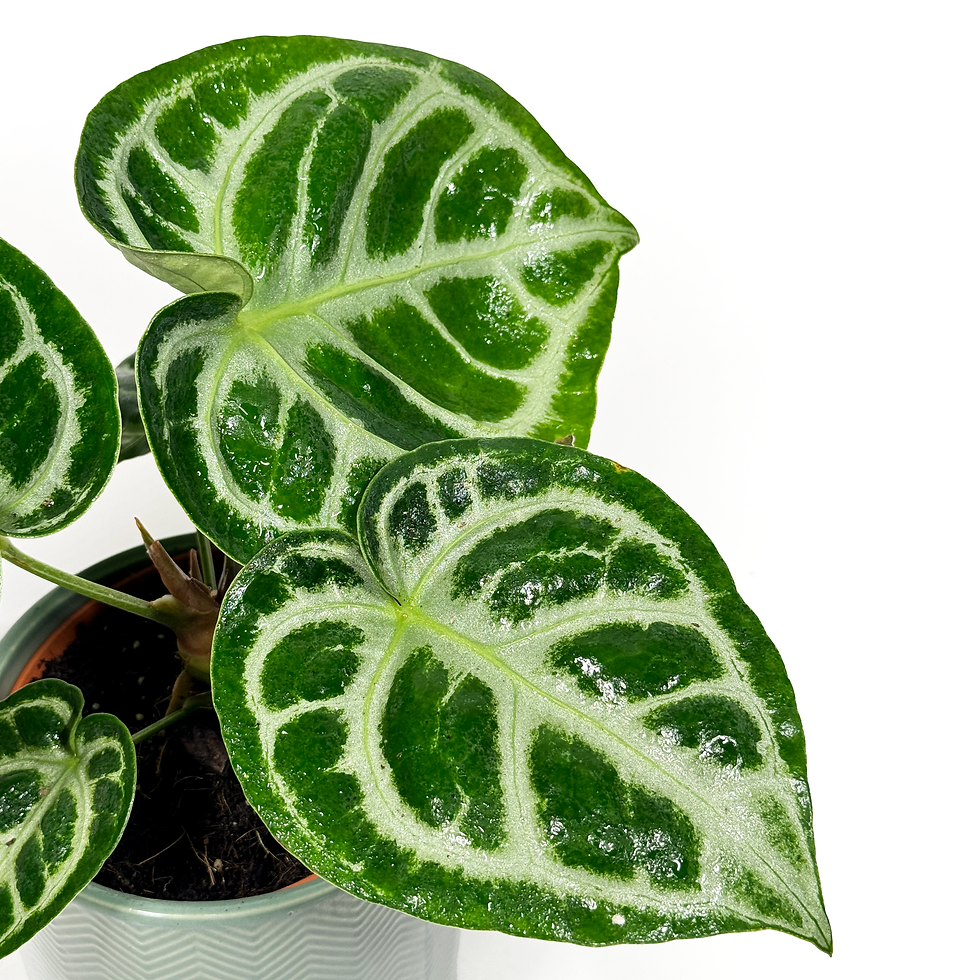 Thumbnail: Anthurium 'Silver Blush ' 12cm