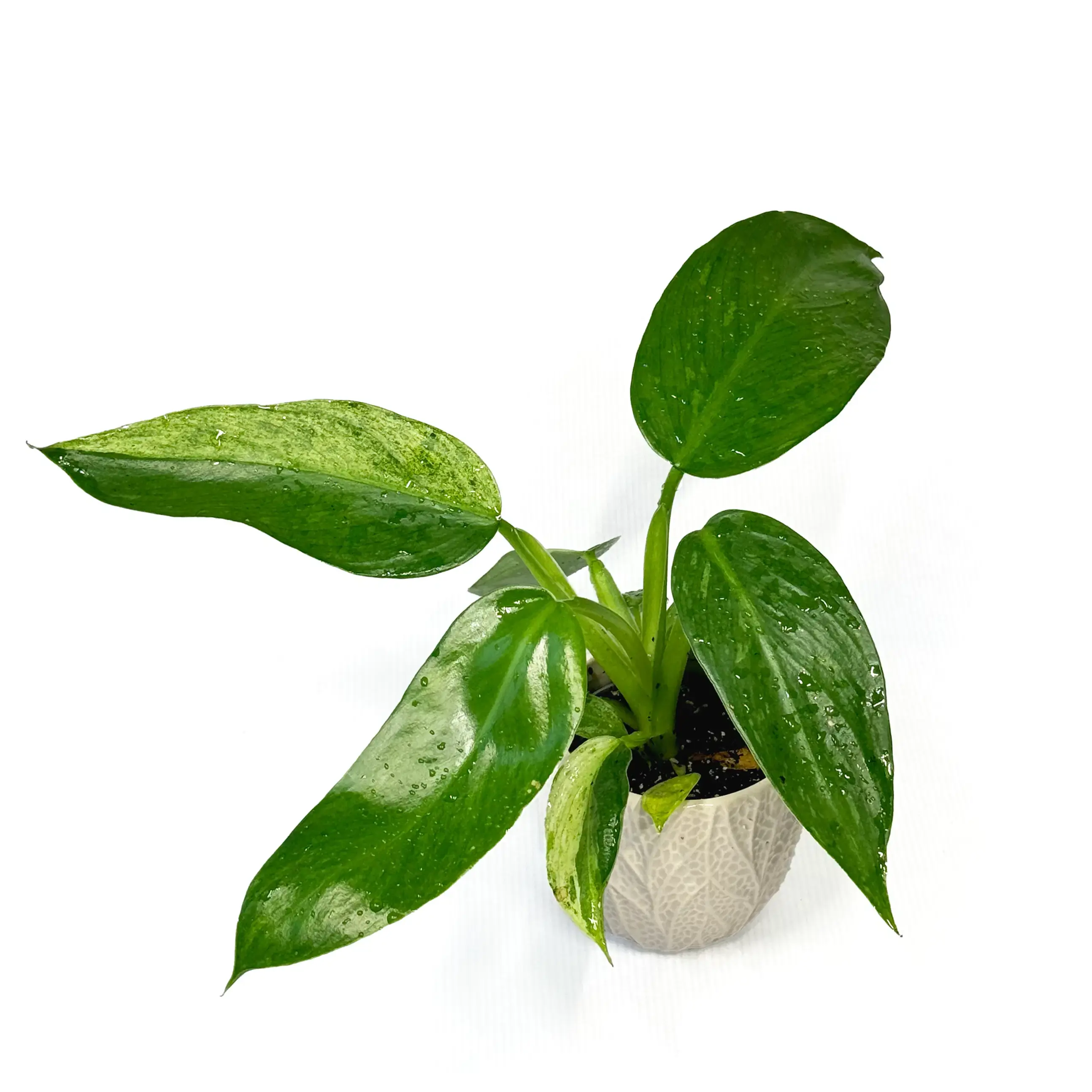 Philodendron 'Jose Buono' 6cm