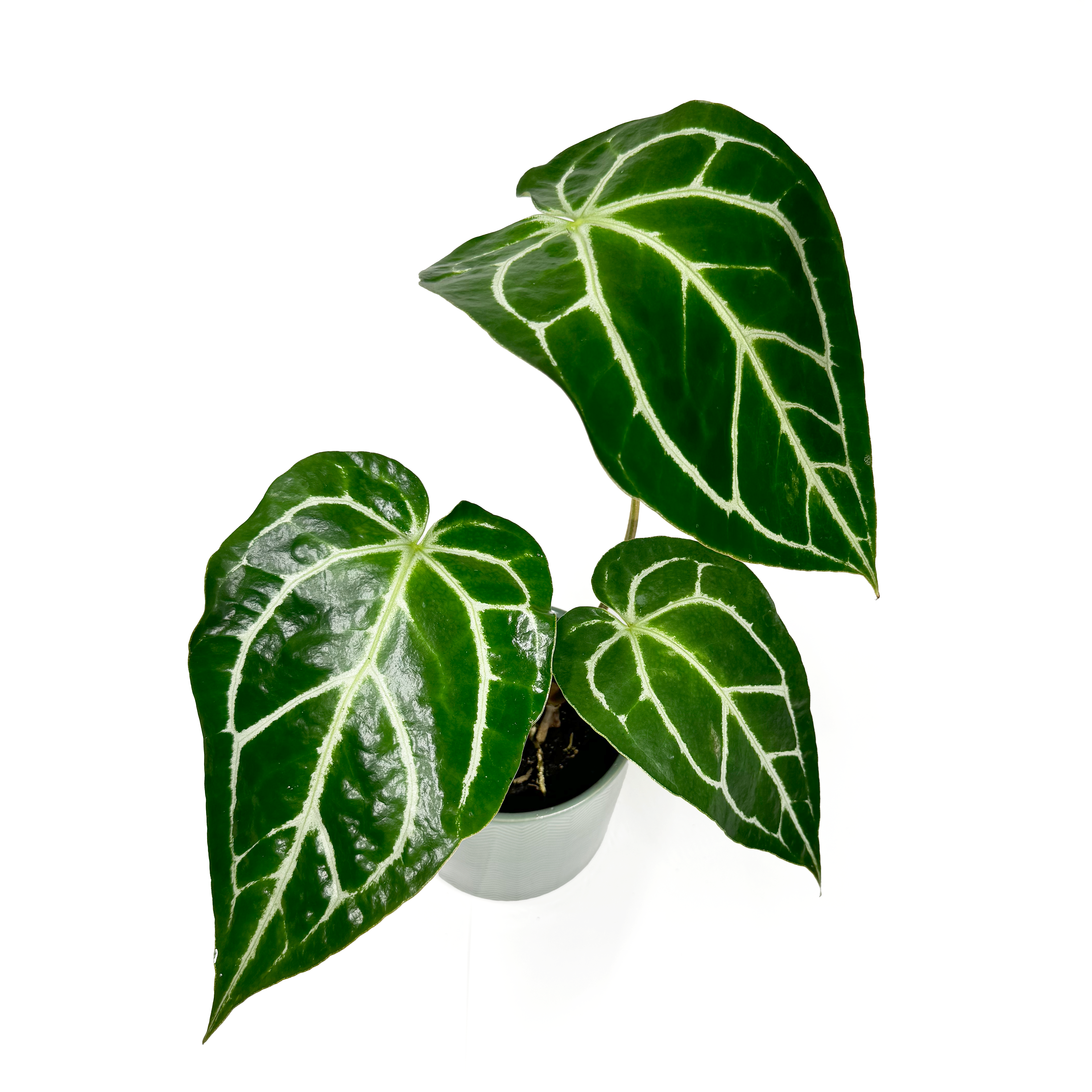 Anthurium crystallinum KARMA CRYSTAL FLUORITE