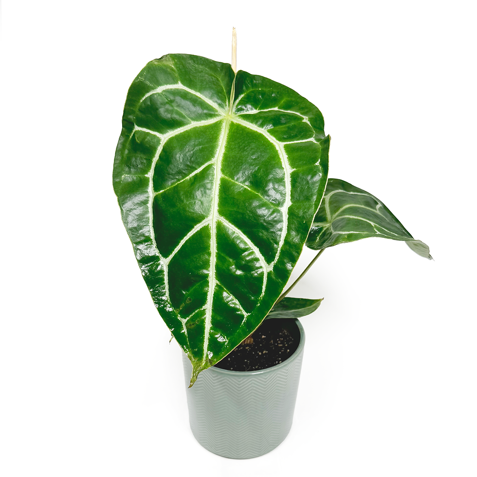 Thumbnail: Anthurium Magnificum