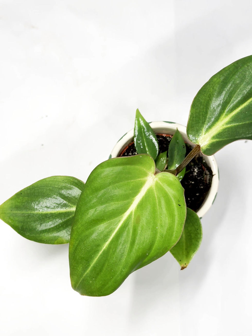 Thumbnail: Philodendron Gloriosum Baby