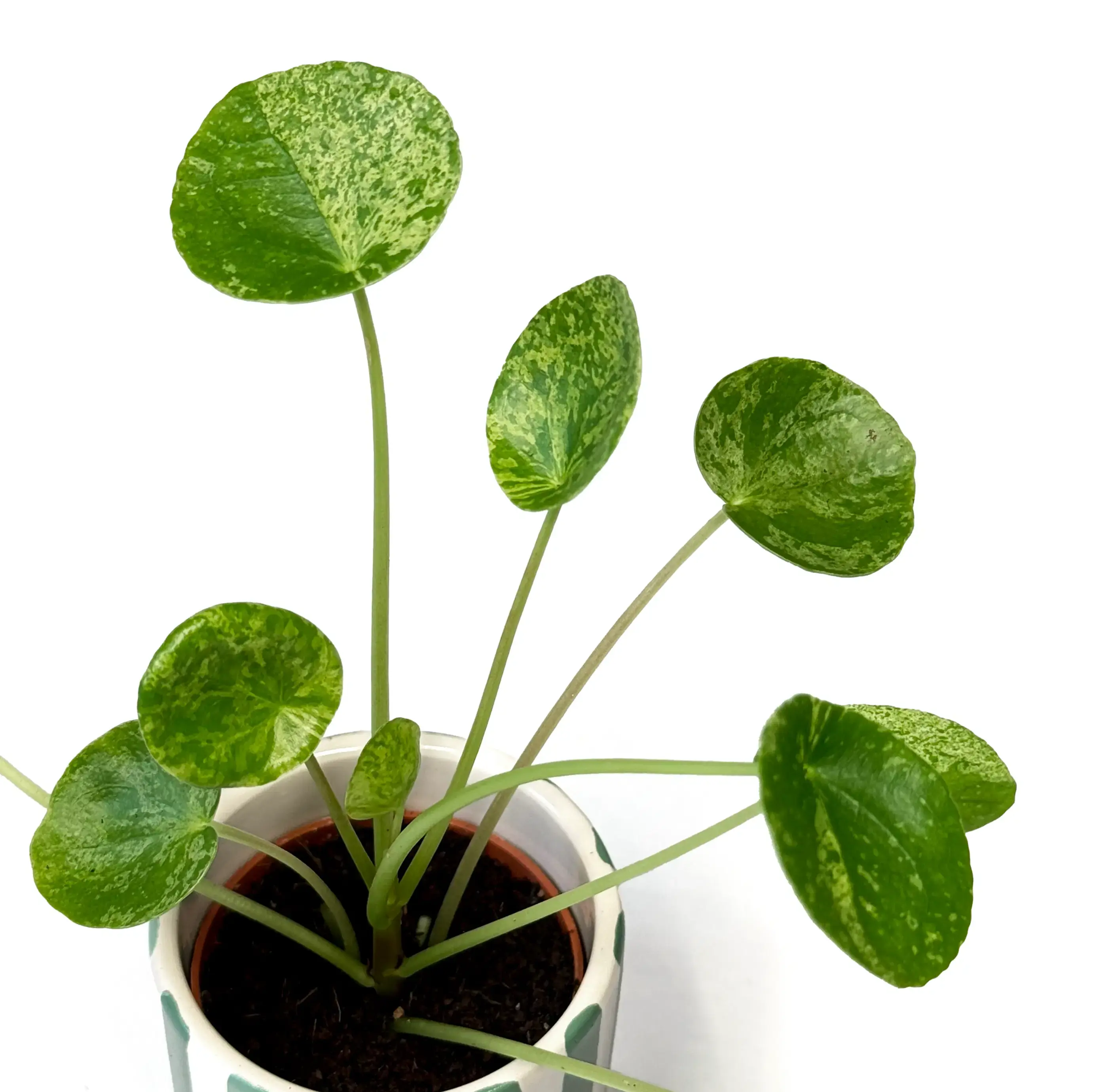 Pilea Peperomioides 'Mojito' 6cm