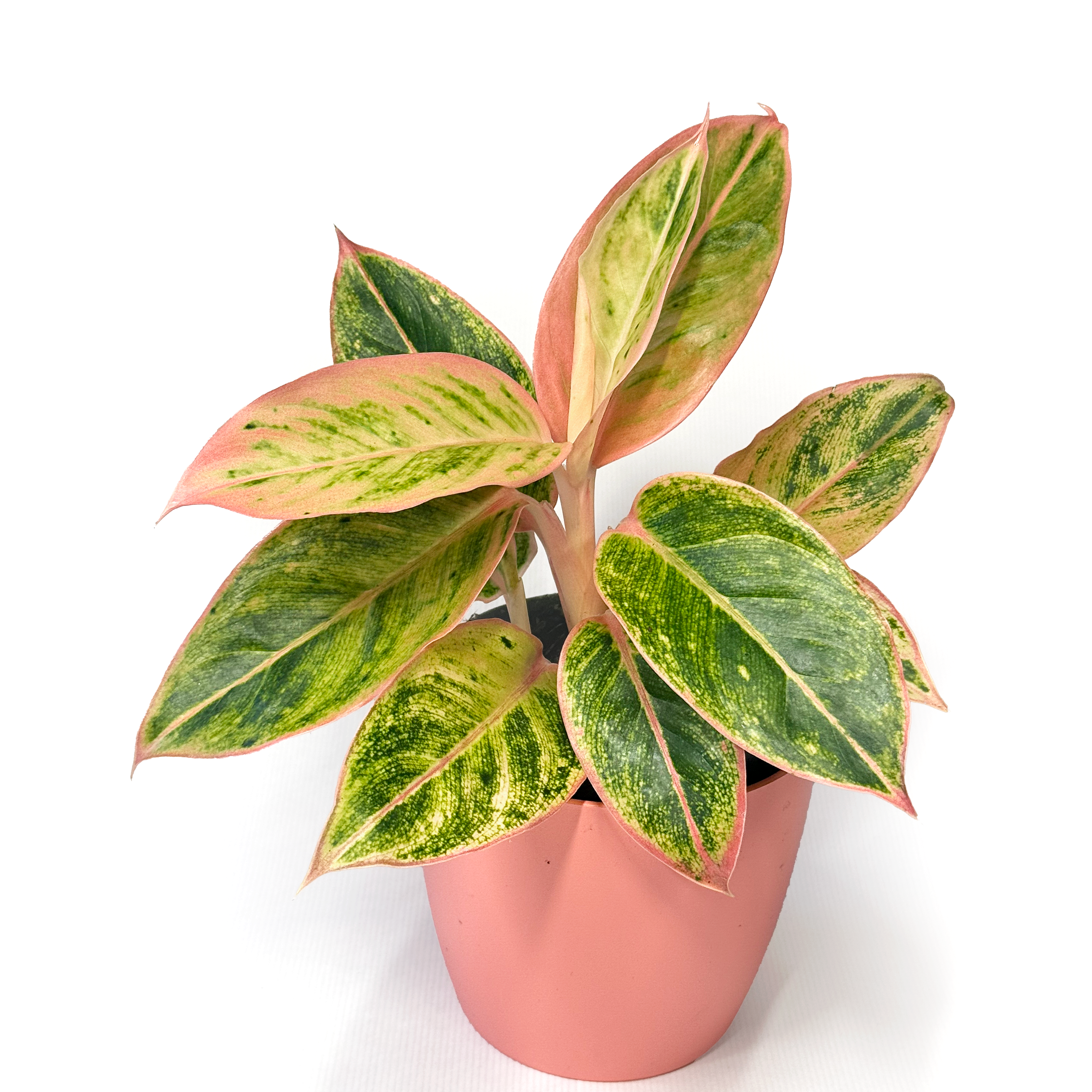 Aglaonema 'Salmon Fantasy' 12cm