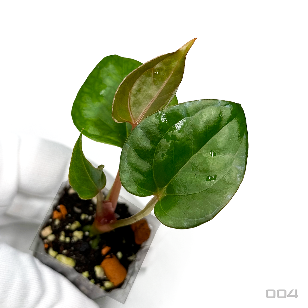 Thumbnail: Anthurium HU 'King of Spades' 3cm