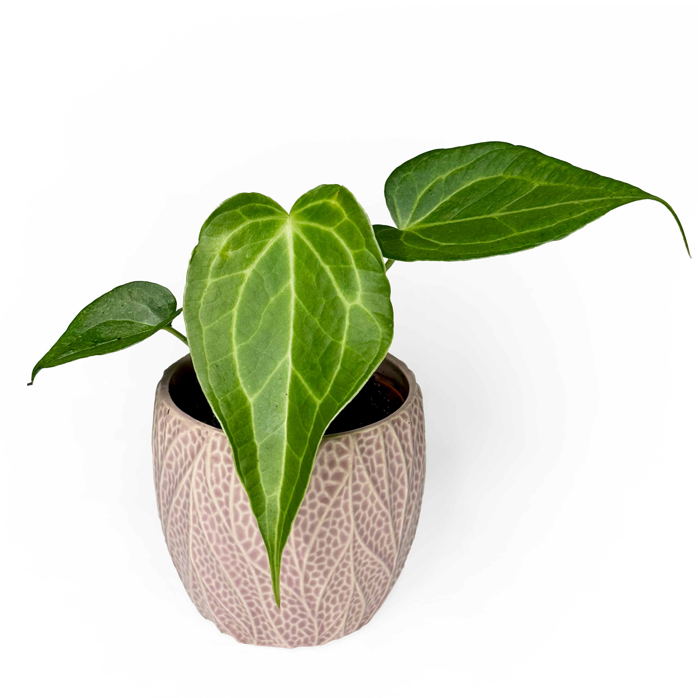 Anthurium 'Delta Force' 9cm