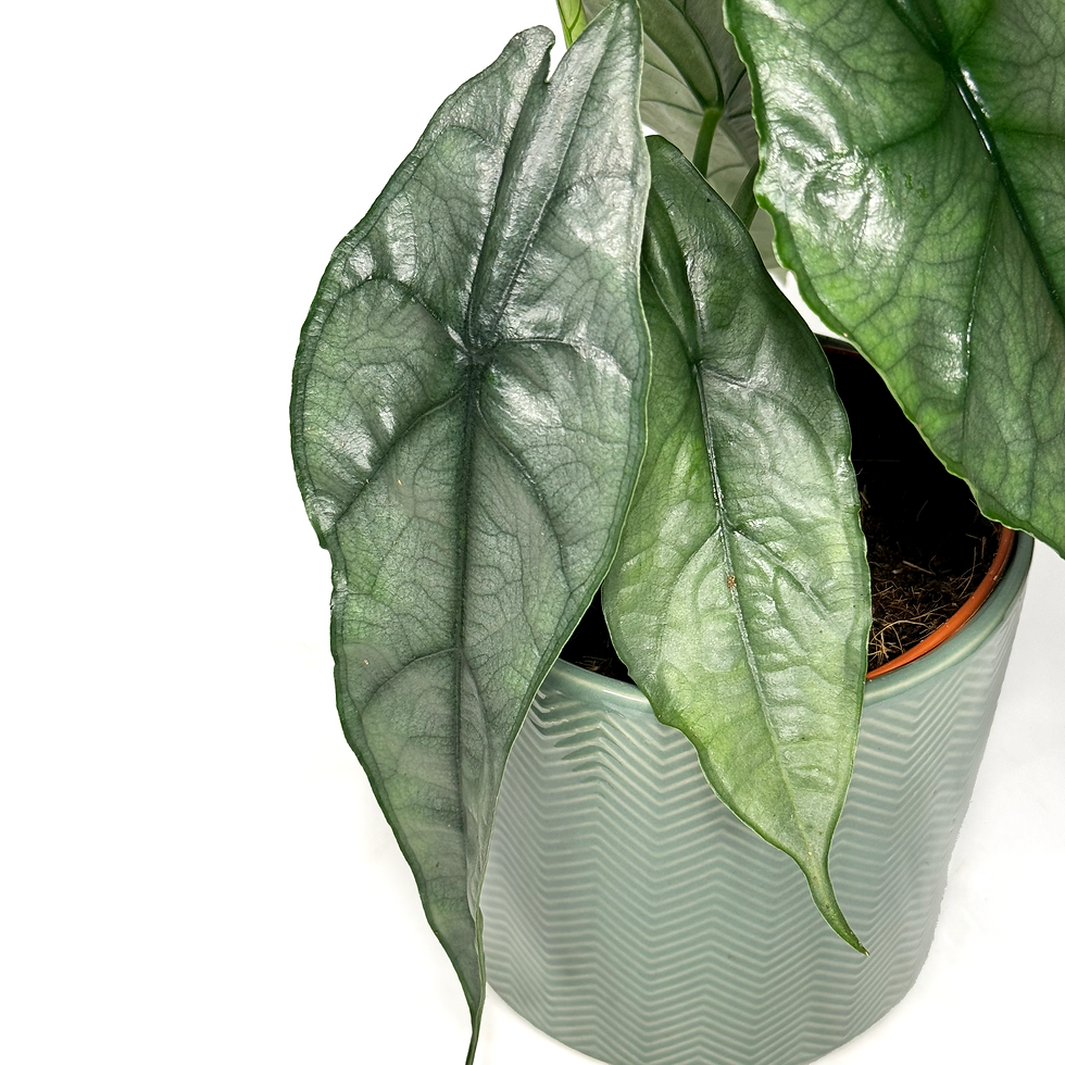 Thumbnail: Alocasia 'Dragon Breath' 12cm
