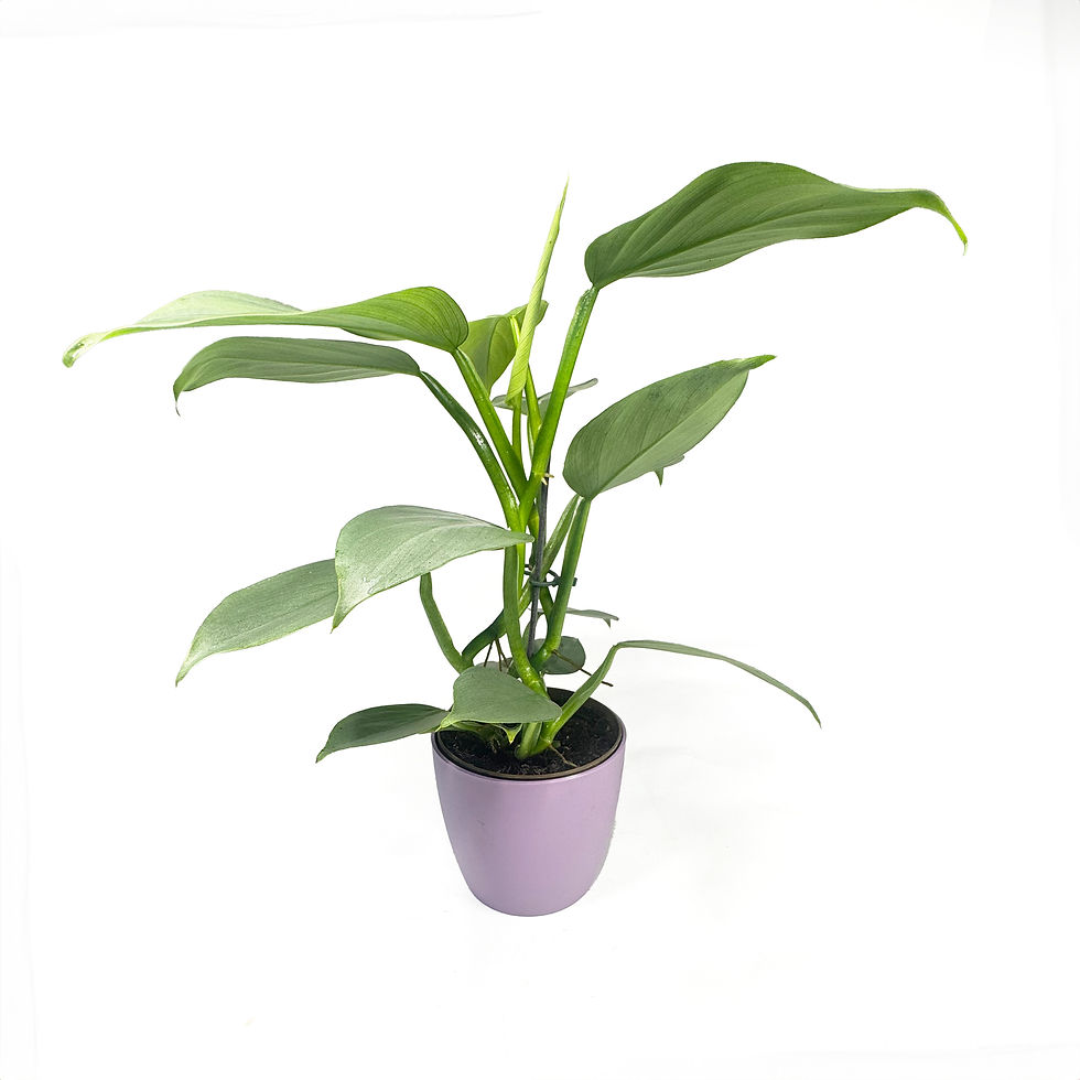 Thumbnail: Philodendron 'Silver Sword' Houseplant 11cm