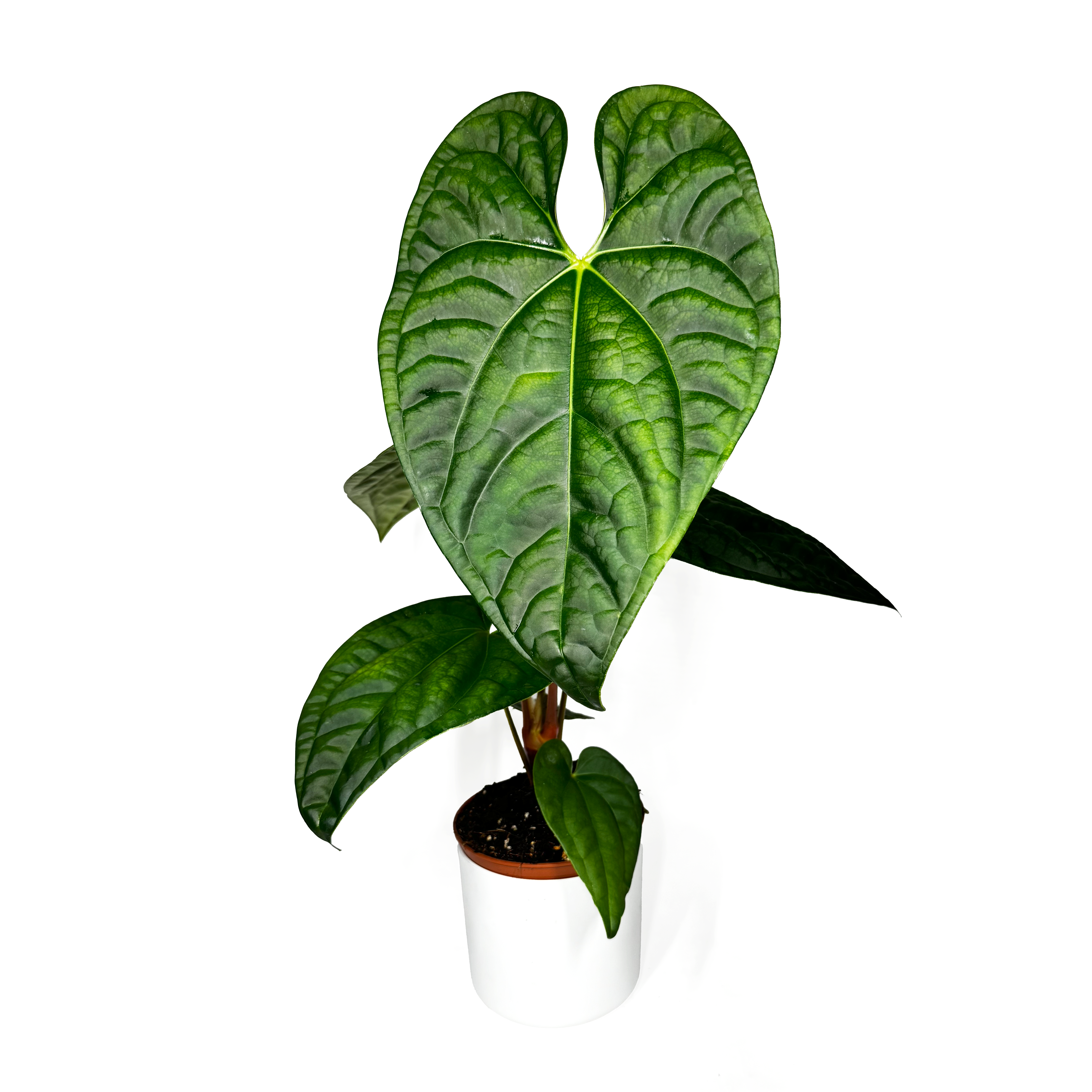 Anthurium 'Regale x Luxurians'