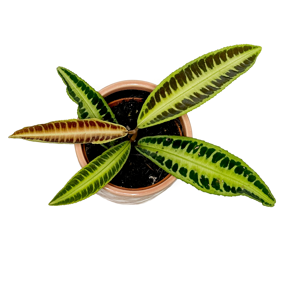 Thumbnail: Labisia 'Jabi Sunrise' 10.5cm