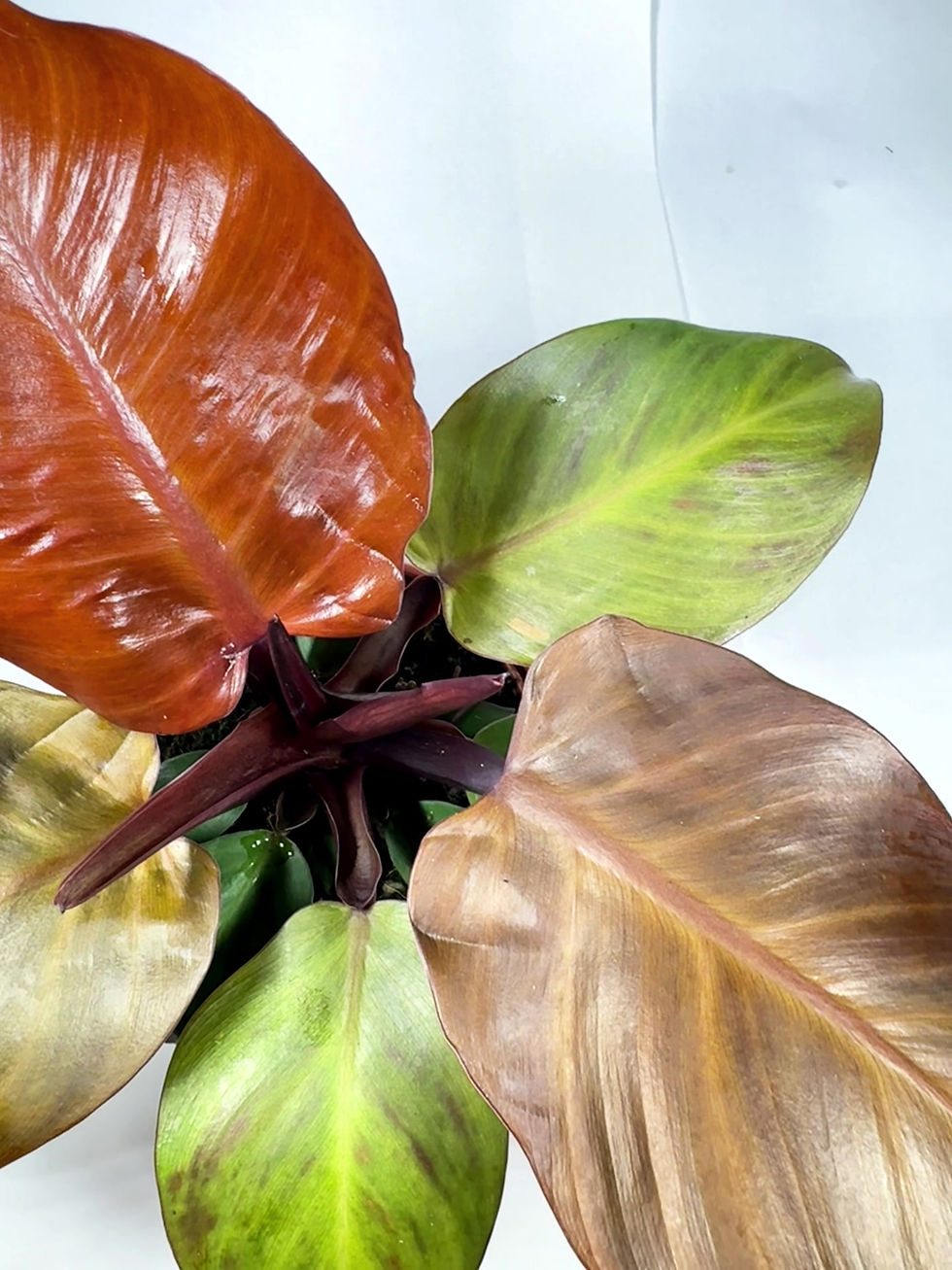 Thumbnail: Philodendron ‘McColley's Finale 12cm