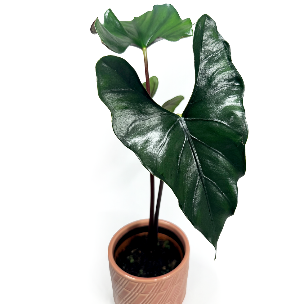 Thumbnail: Alocasia Princeps ‘Purple Cloak’