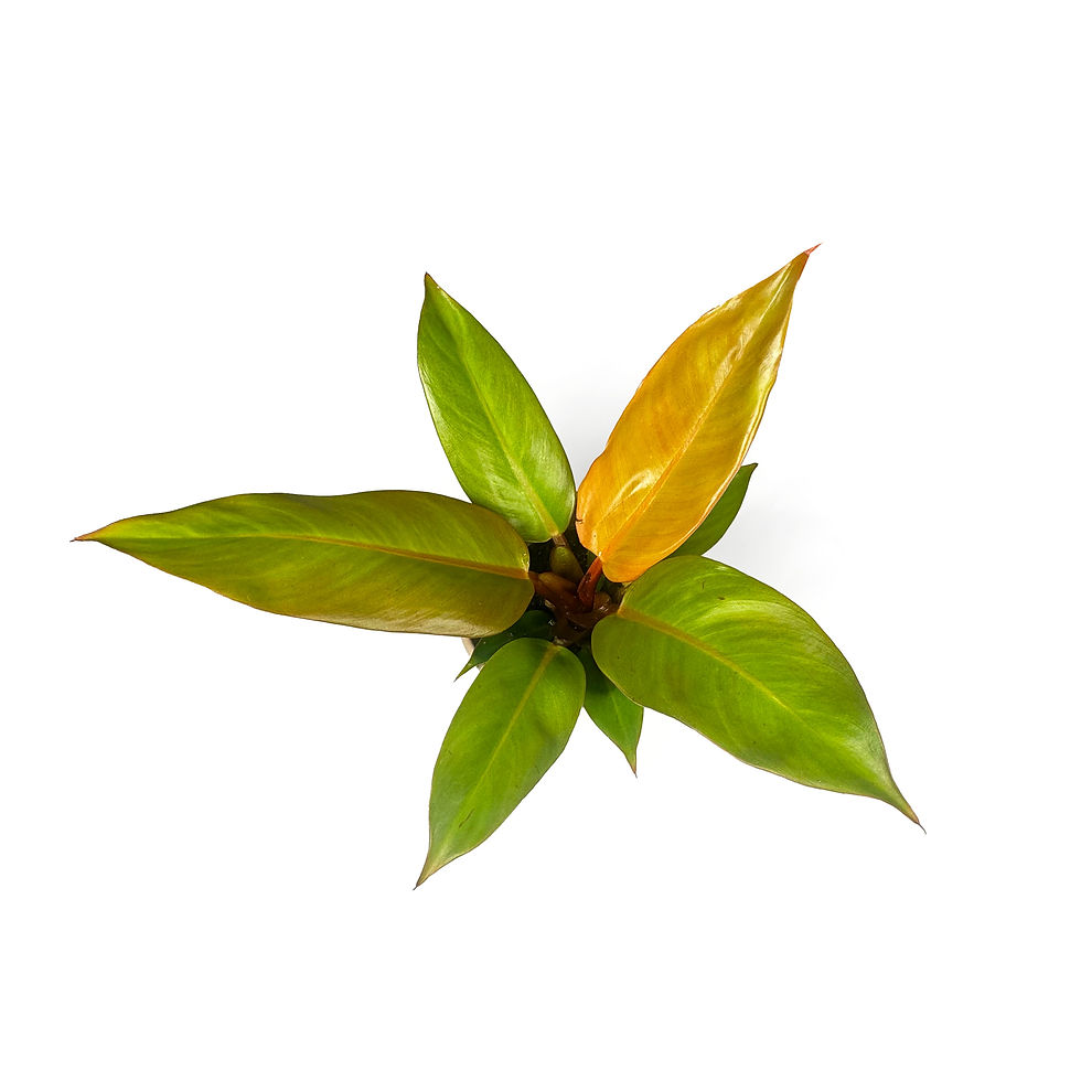 Thumbnail: Philodendron Prince of orange