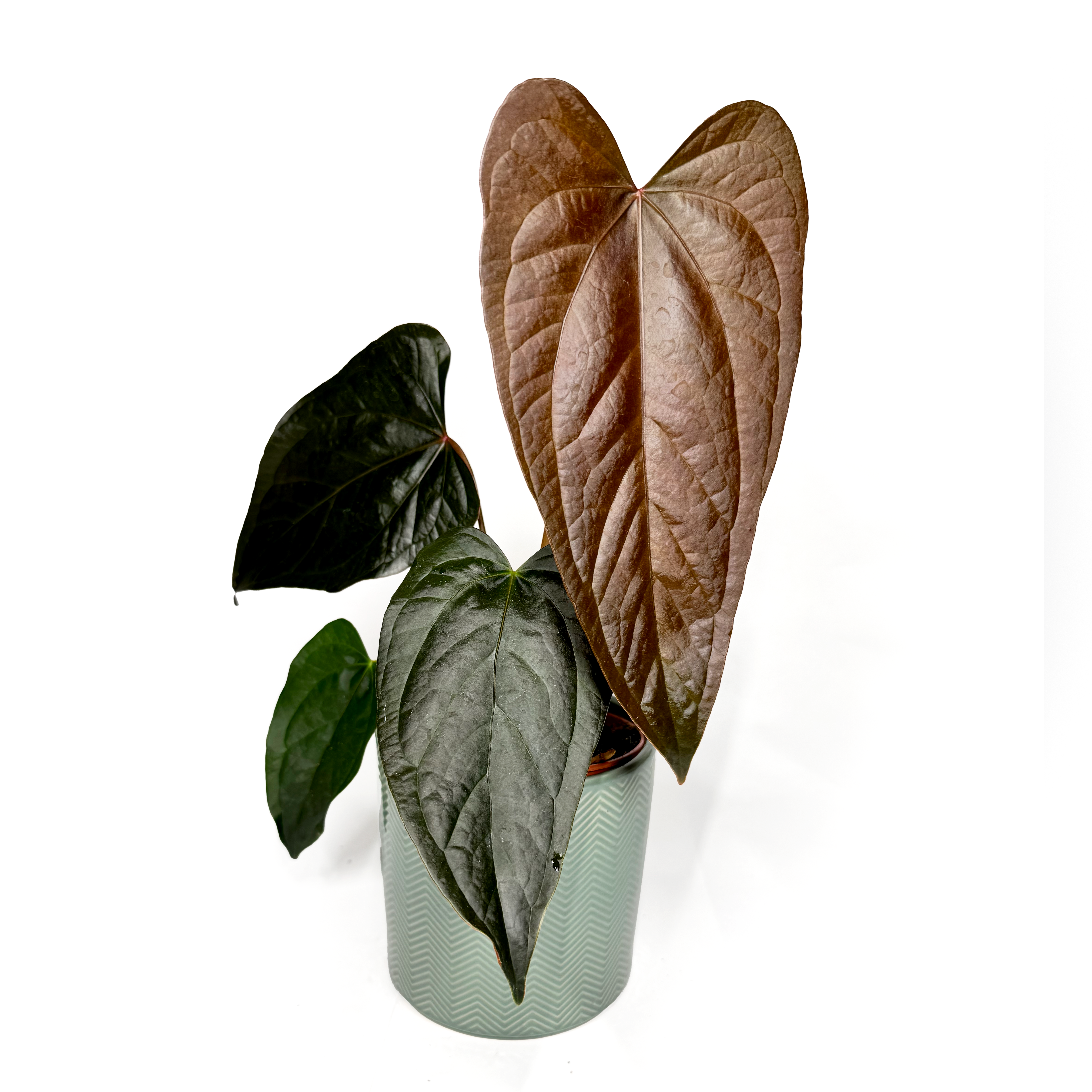 Anthurium 'Queen of Hearts'