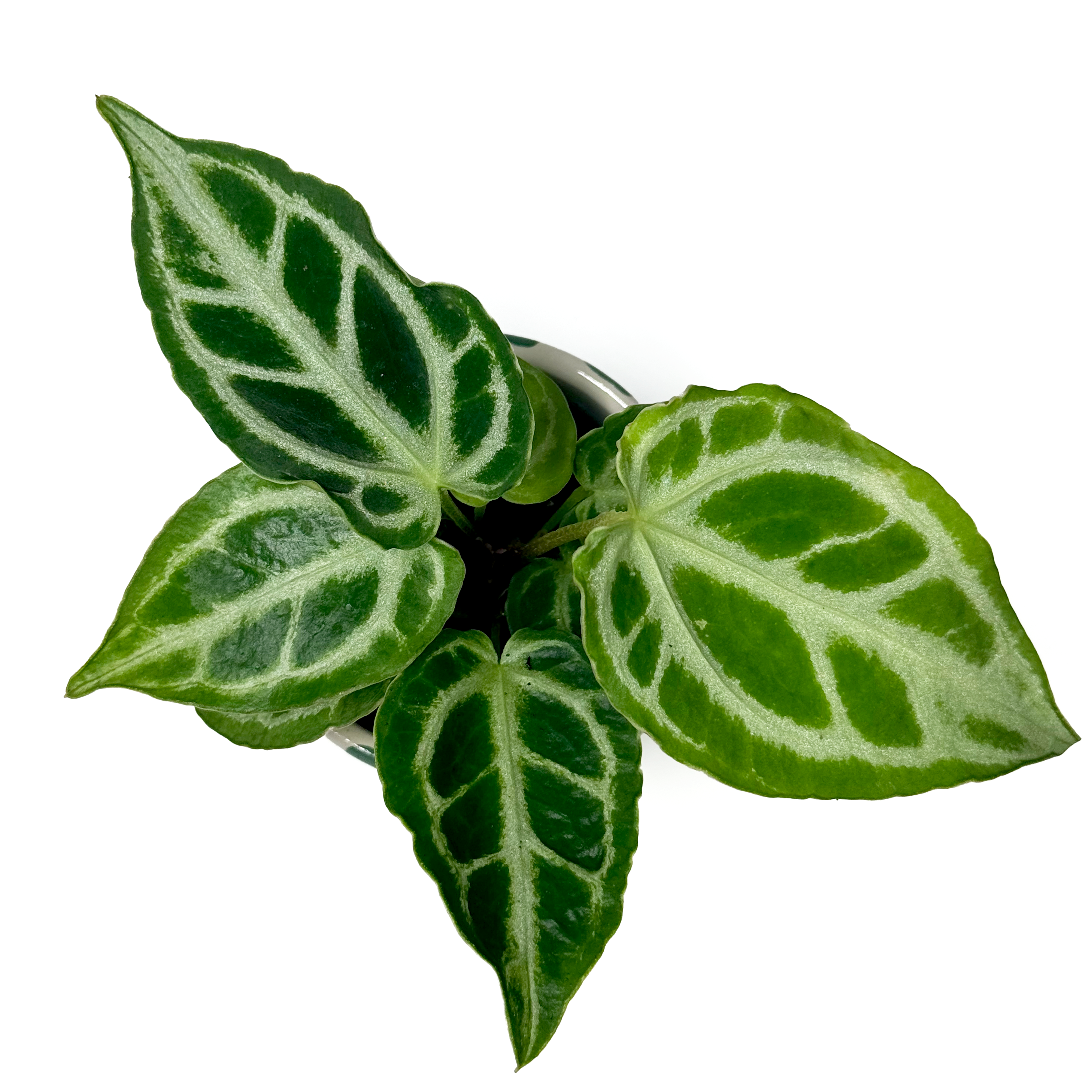Anthurium 'Crystal Hope' Crystallinum'