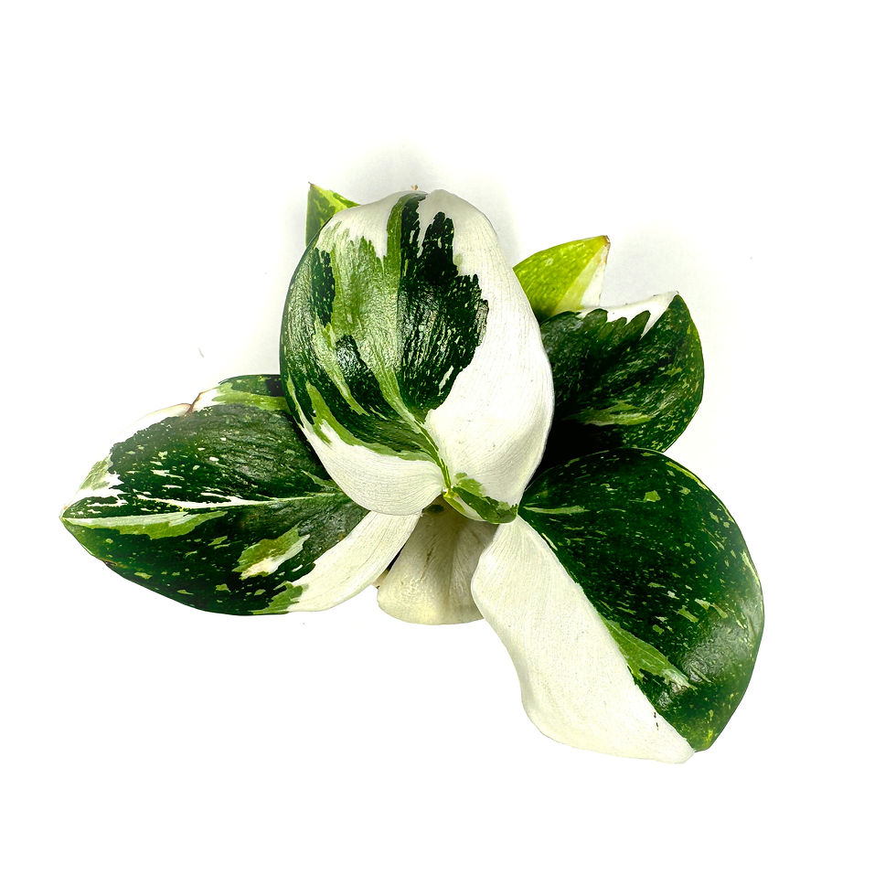 Philodendron 'White Wizard' Variegated Houseplant 6cm pot