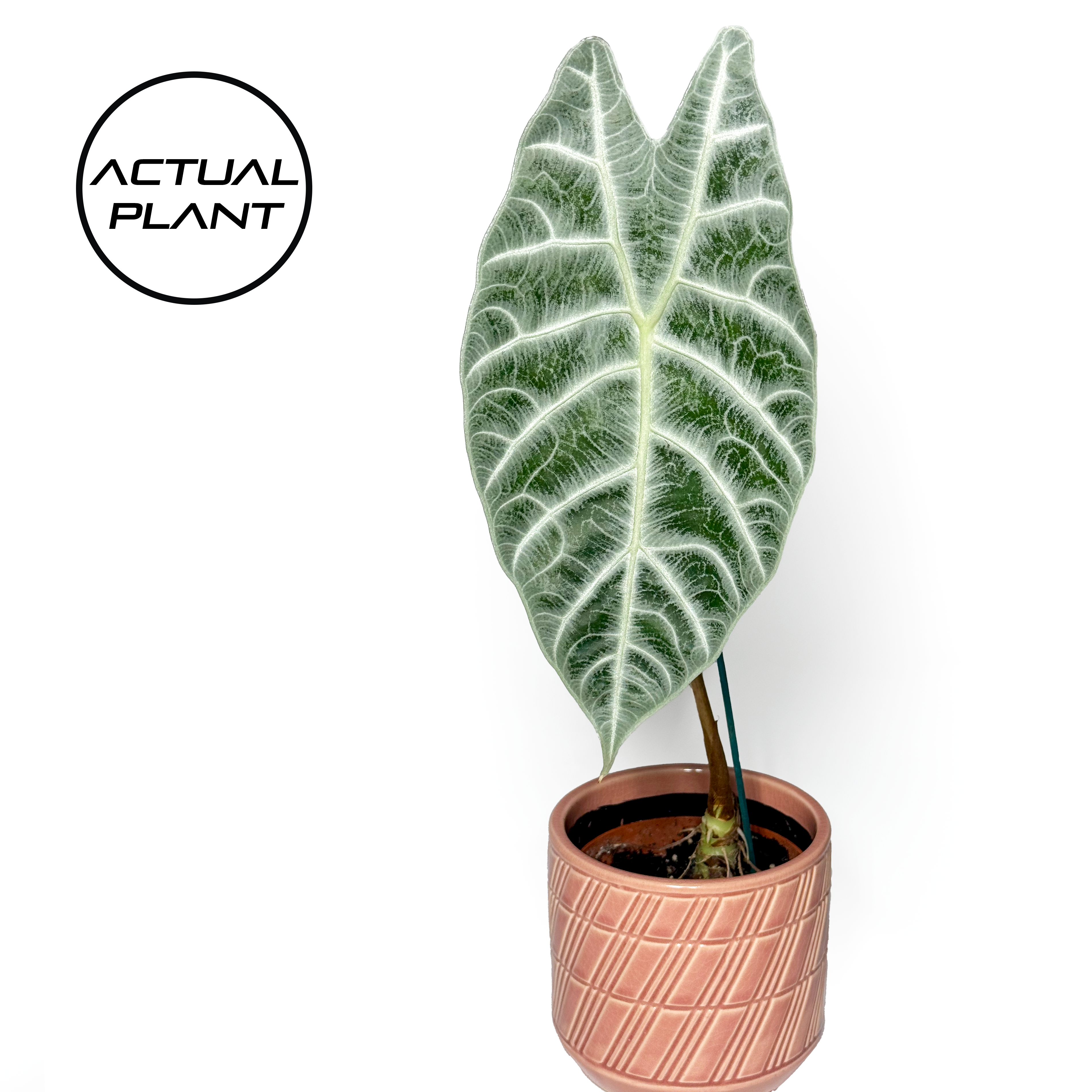 Alocasia Watsoniana 'Lightening' A 10.5cm