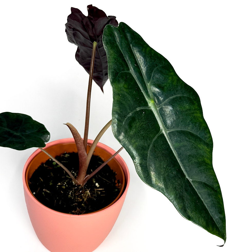 Thumbnail: Alocasia 'Chantrieri'