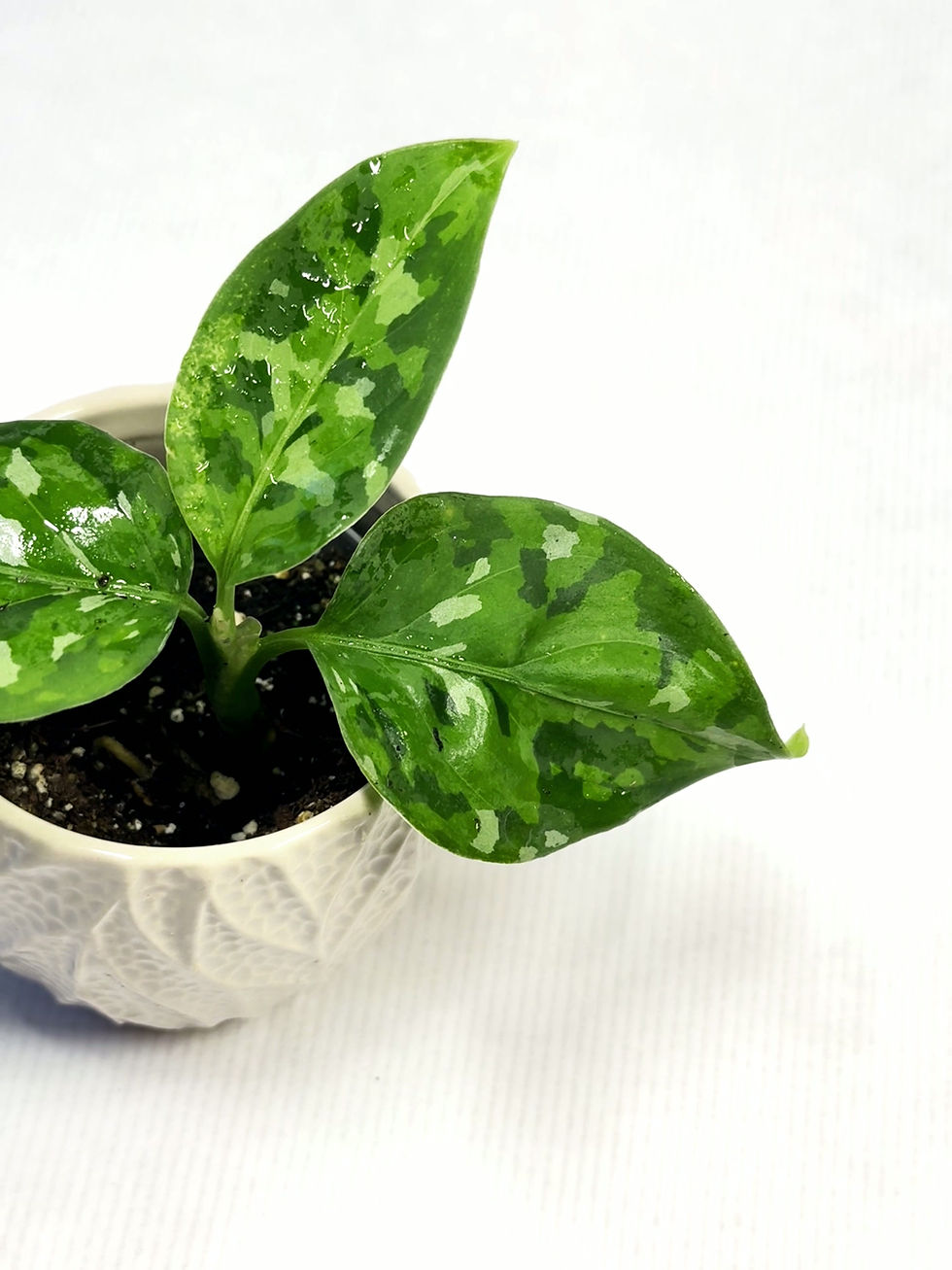 Thumbnail: Aglaonema Pictum 'Tricolor' 6cm
