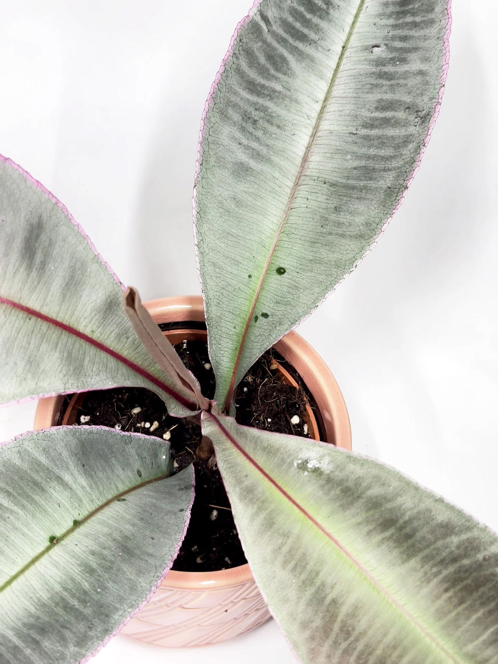 Thumbnail: Labisia 'Pumila'