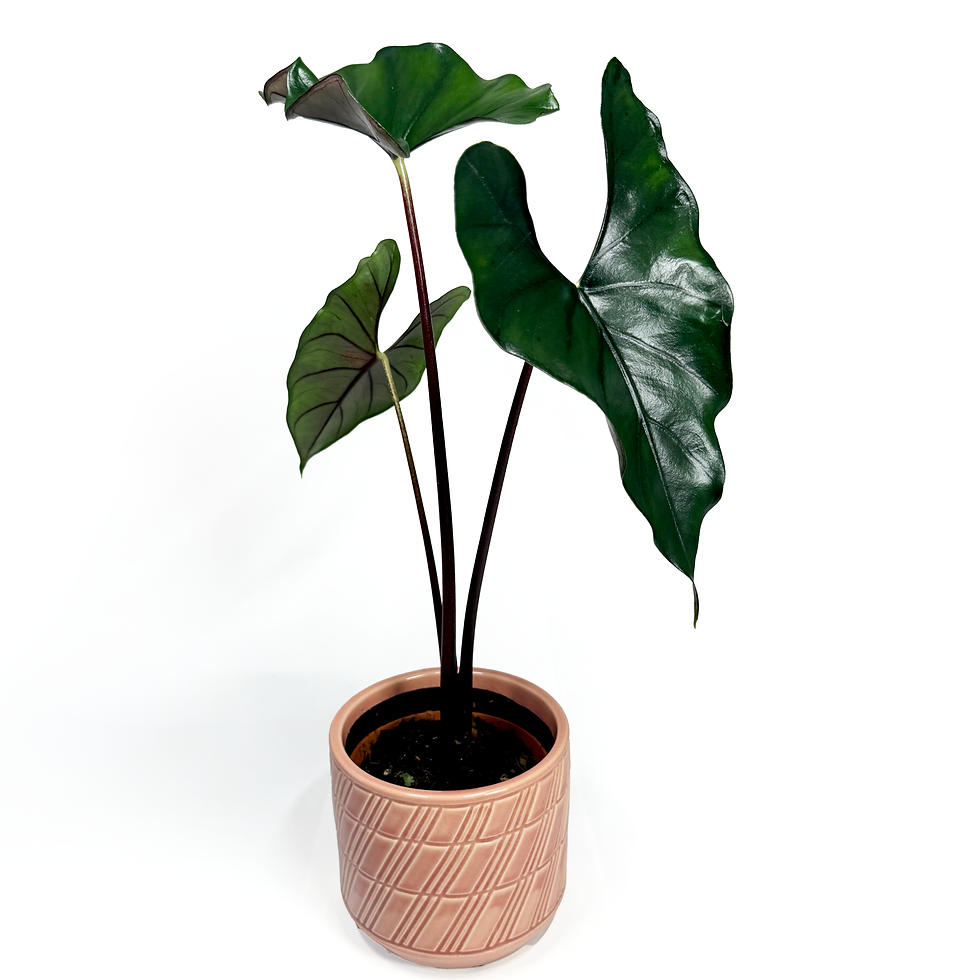 Thumbnail: Alocasia Princeps ‘Purple Cloak’