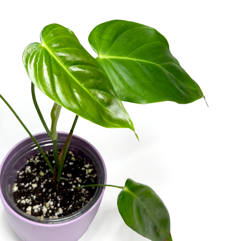 Thumbnail: Philodendron ‘Esmeraldense' medium
