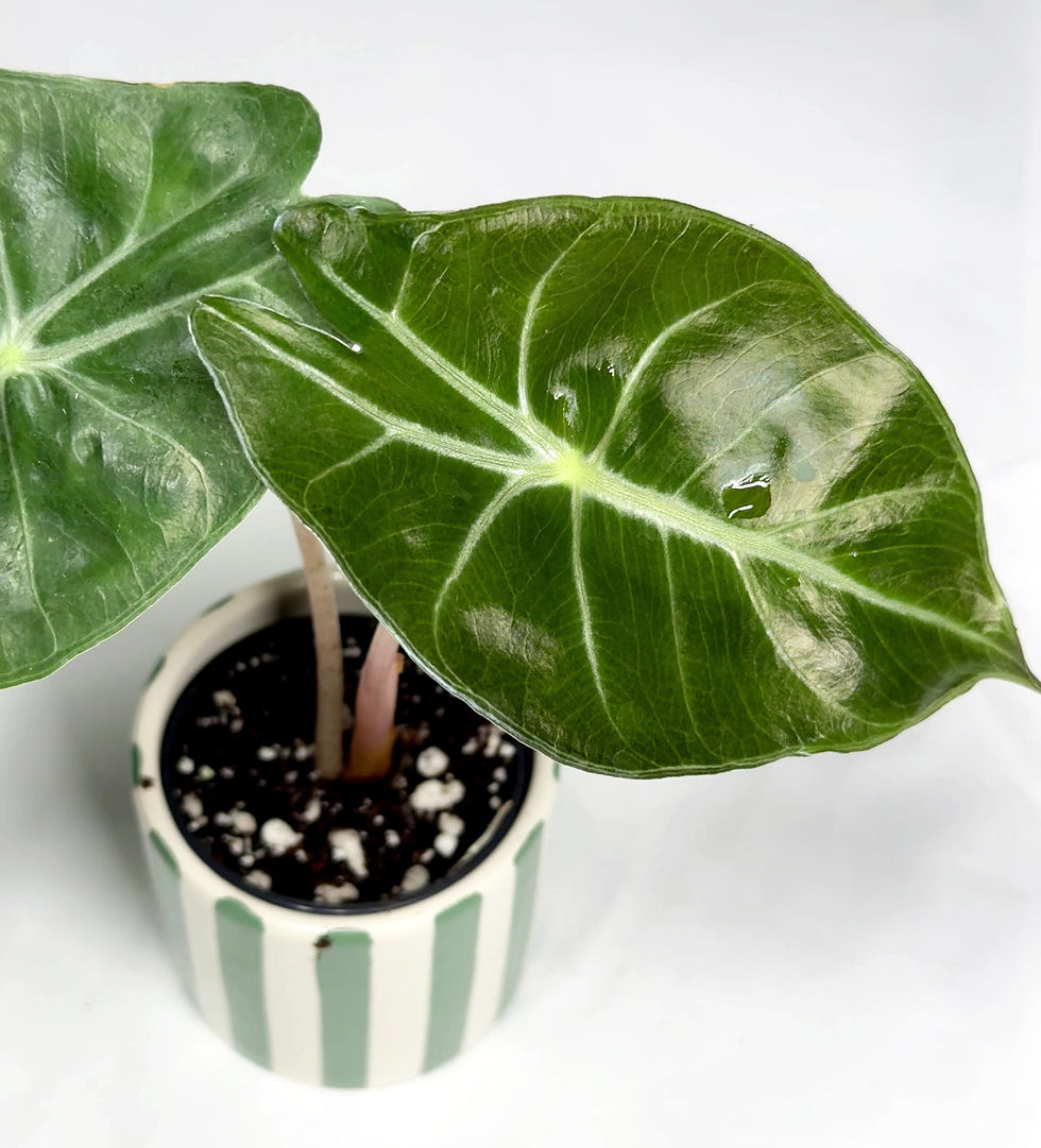 Thumbnail: Alocasia 'Pink Dragon' Baby