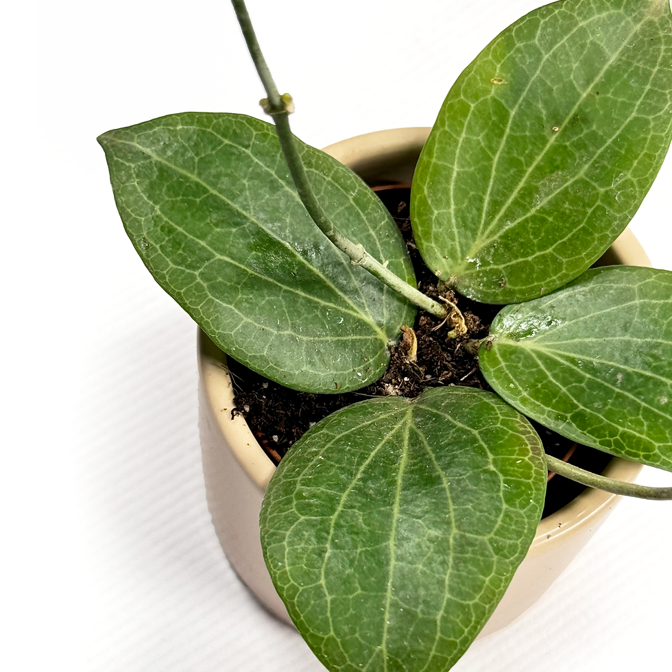 Thumbnail: Hoya 'Fitchii' 6cm Pot