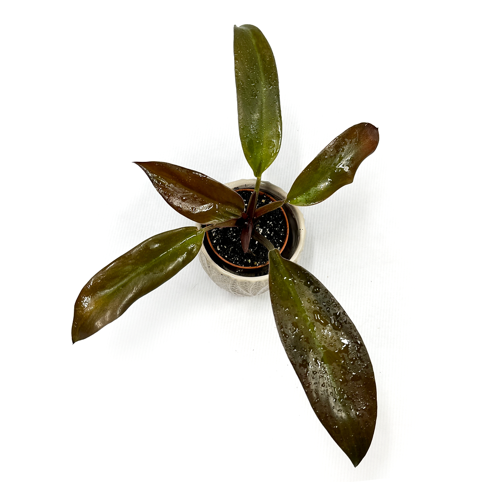 Thumbnail: Philodendron 'Black Cardinal' 6cm Pot