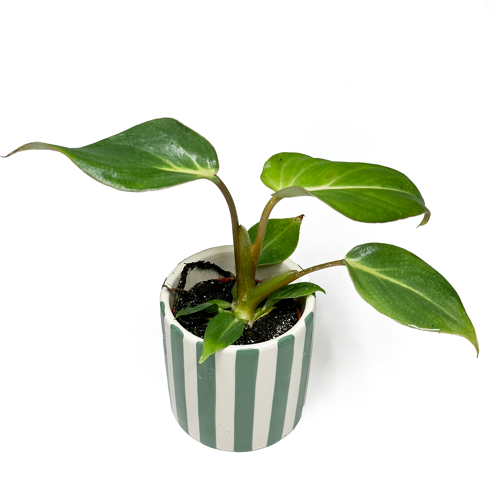 Thumbnail: Philodendron Gloriosum Baby