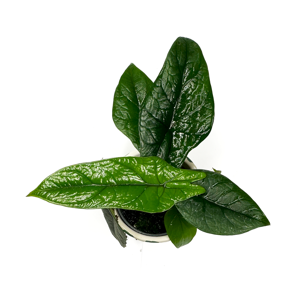 Thumbnail: Alocasia ‘Scalprum’ Baby Houseplant