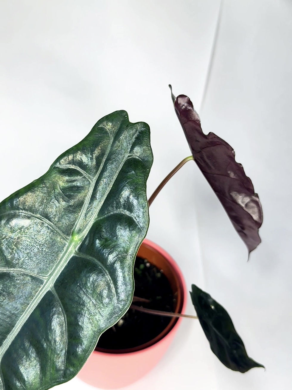 Thumbnail: Alocasia 'Chantrieri'