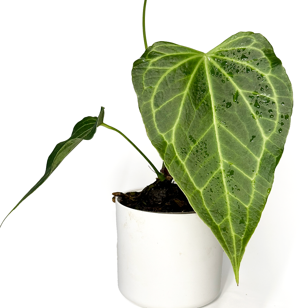 Thumbnail: Anthurium 'Delta Force' LARGE 15cm