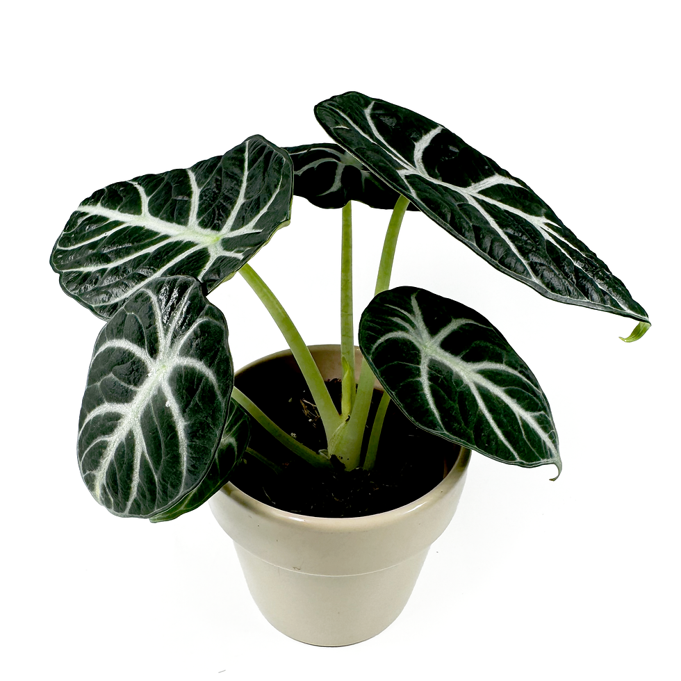 Thumbnail: Alocasia reginula 'Ninja' houseplant