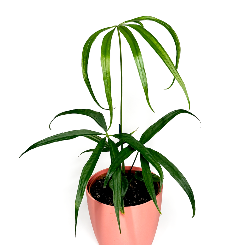Thumbnail: Anthurium 'Eminens'