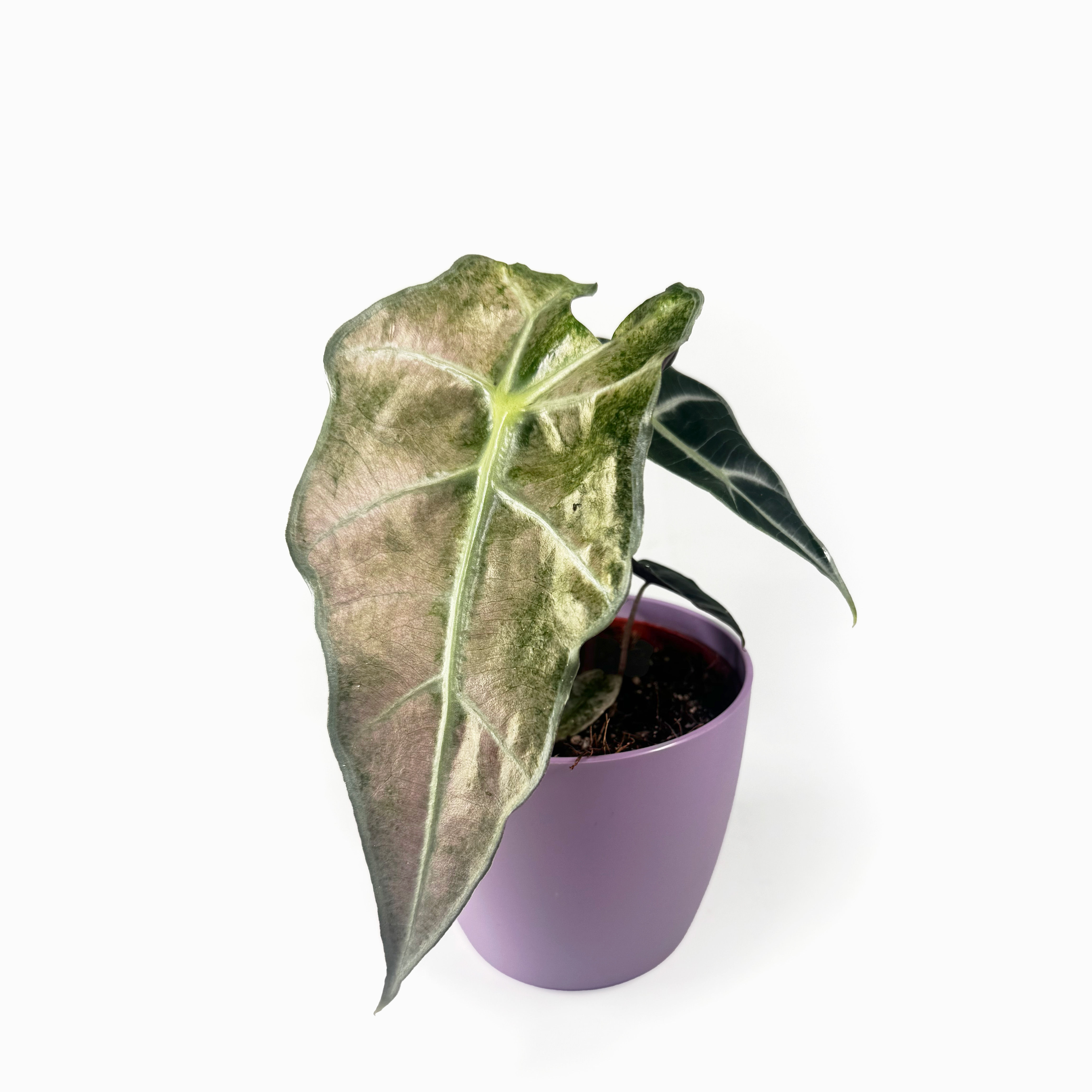 Alocasia ‘Polly' Pink Variegated Houseplant 10.5cm Pot