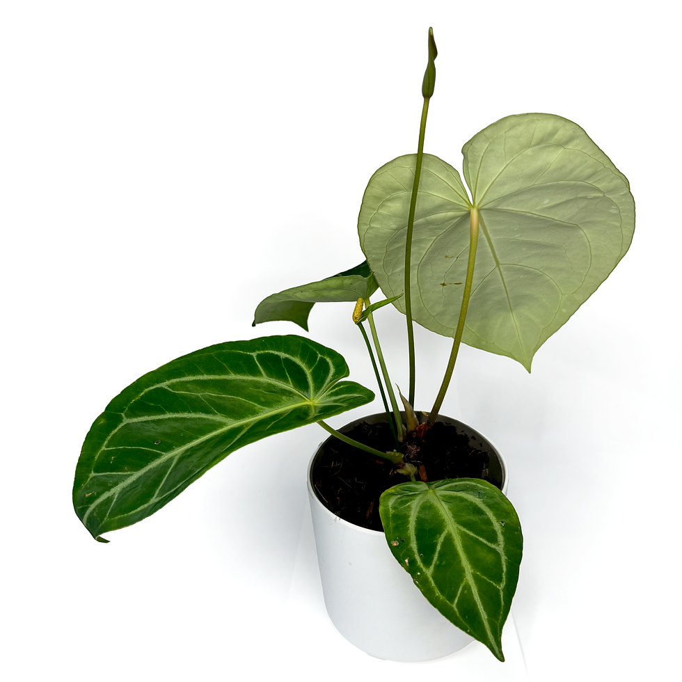 Thumbnail: Anthurium 'Crystallinum x Magnificum'