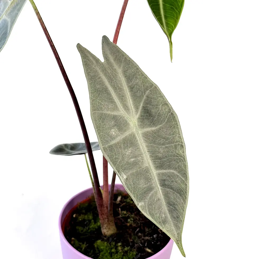 Thumbnail: Alocasia Longiloba 'SILVER' 10.5cm