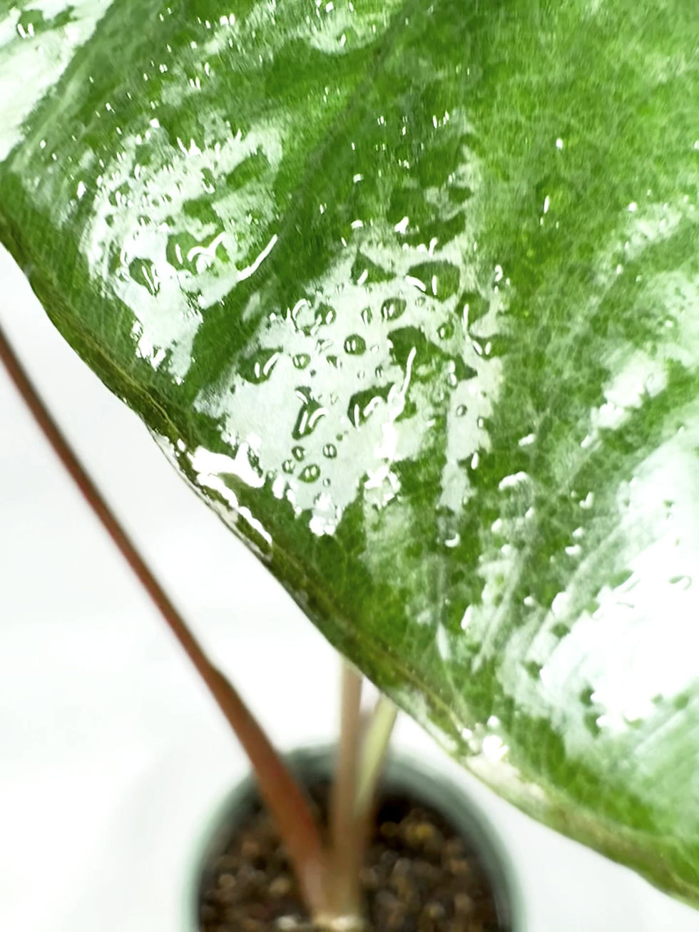 Thumbnail: Alocasia 'Chocolate Green'