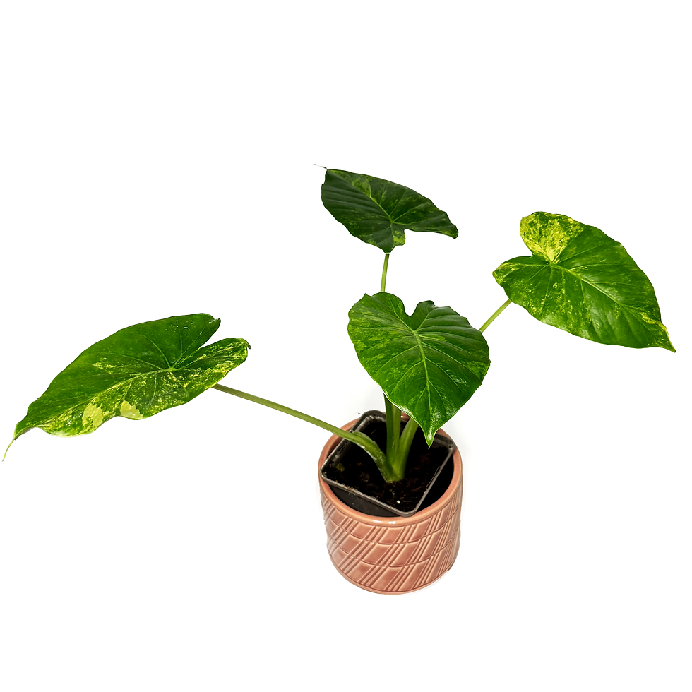 Thumbnail: Alocasia Odora 'Aurea Variegata'
