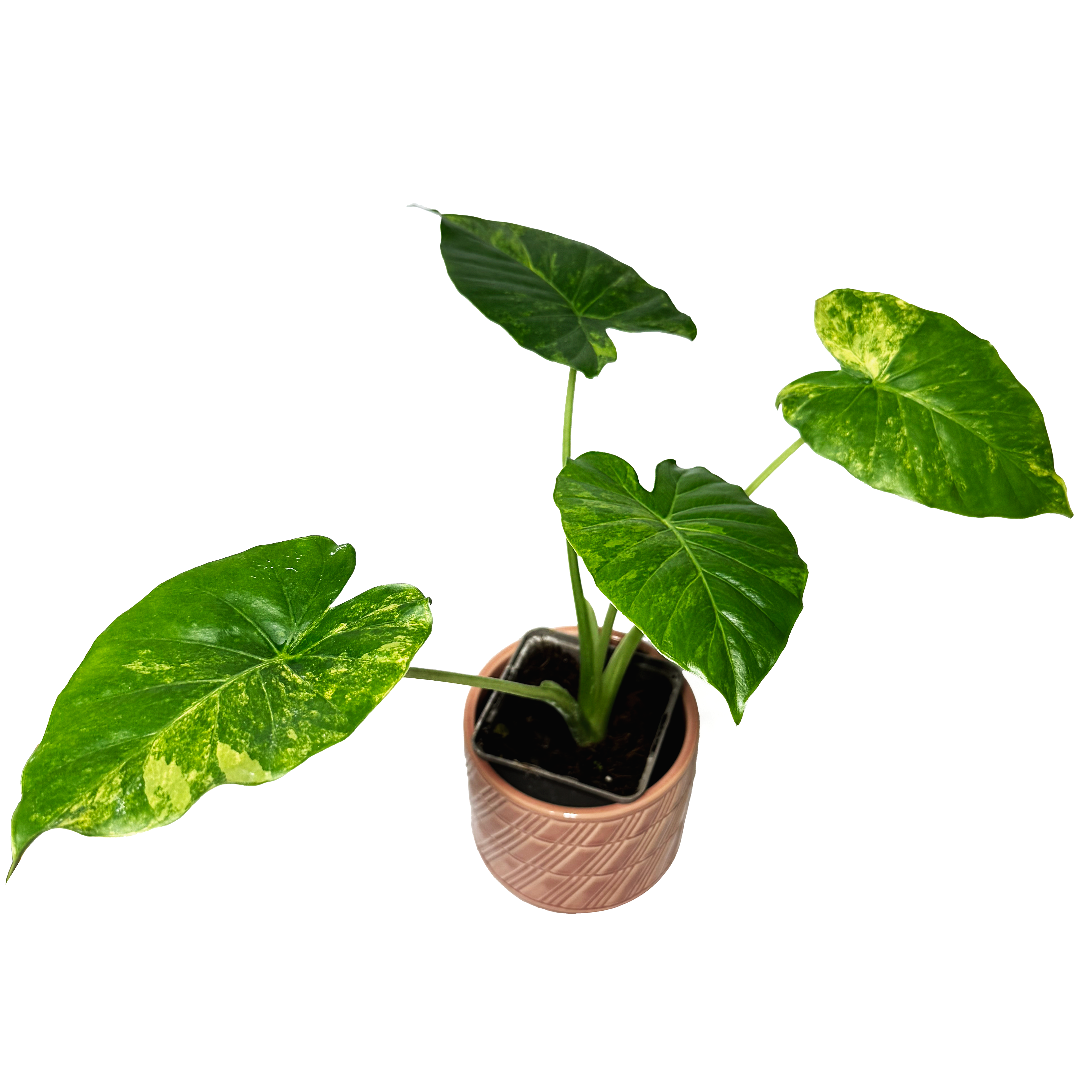 Alocasia Odora 'Aurea Variegata'
