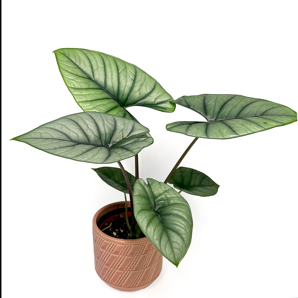Thumbnail: Alocasia 'Platinum'