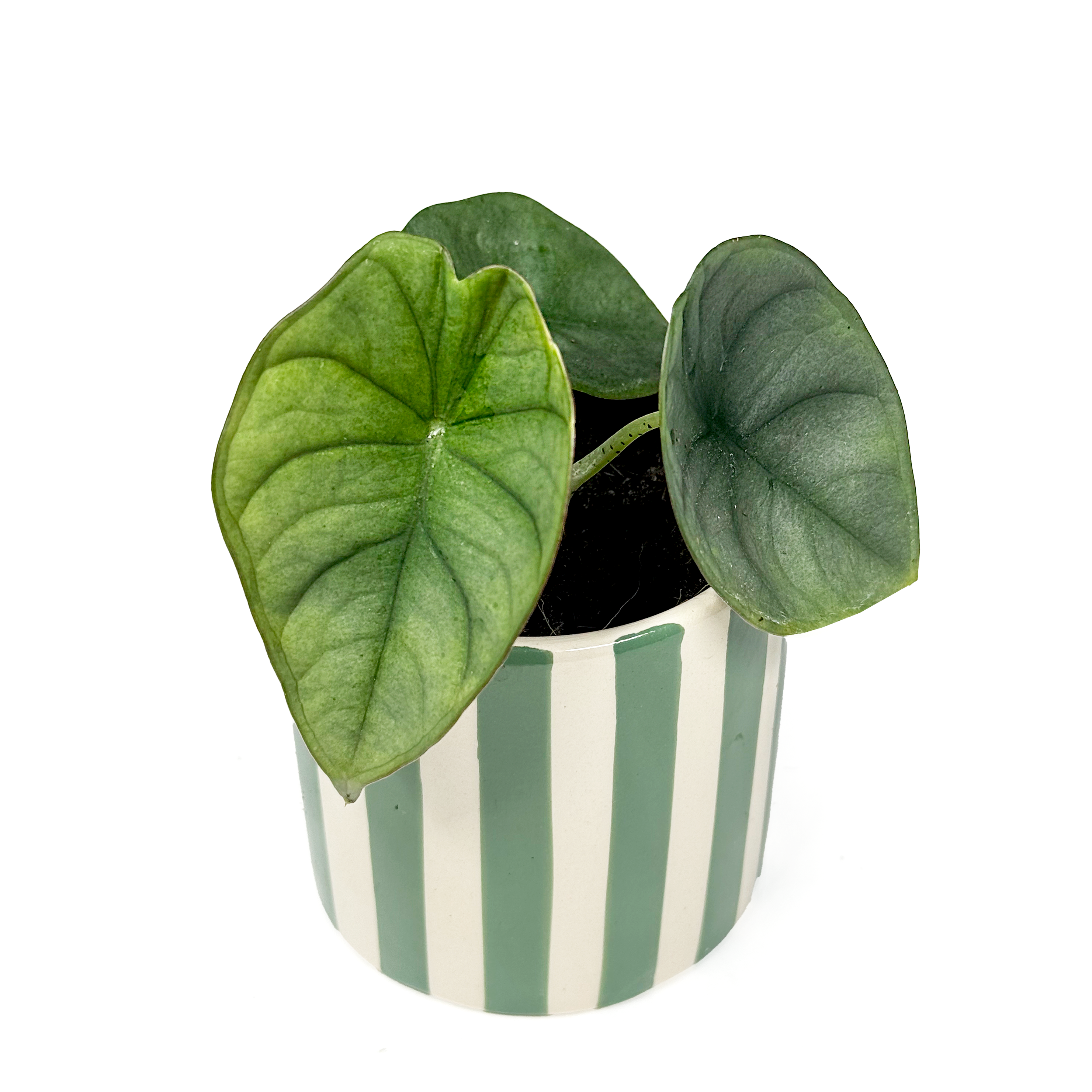 Alocasia Nebula 6cm