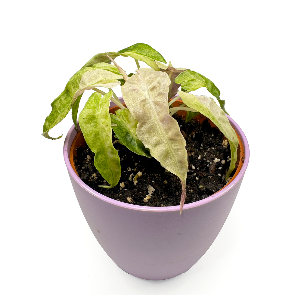 Thumbnail: Alocasia ‘Polly Yellow Variegated’